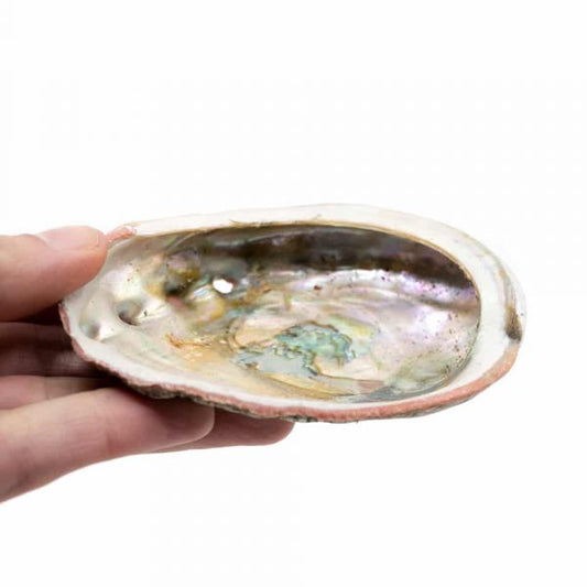 NATURAL ABALONE SHELL FOR SMUDGING AND BURNING HERBS - Unique & Authentic 70mm-90mm - Spirit And Shadow